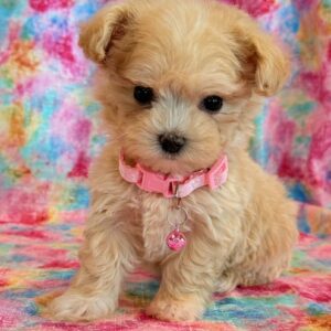 Charlie- MaltiPoo