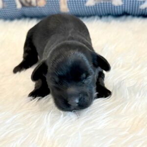 Josie – Yorkie Poo