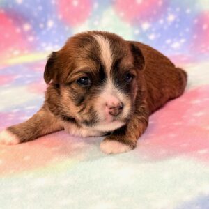 Kimber – Morkie