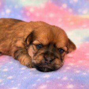 Katana – Morkie