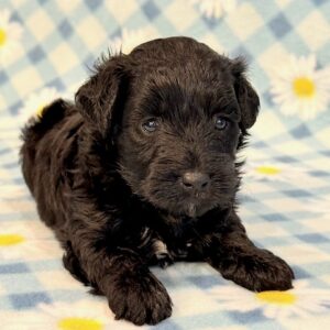 Jeb – Yorkie Poo