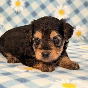 Joey- Yorkie Poo