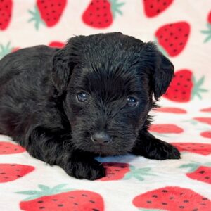 Josie – Yorkie Poo