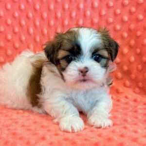 Harper