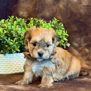Kato – Morkie