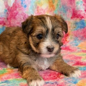 Kimber – Morkie