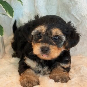 Joey- Yorkie Poo