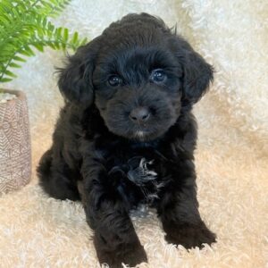 Jeb – Yorkie Poo