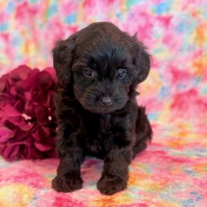 Katana – Morkie