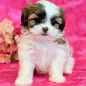 Harper