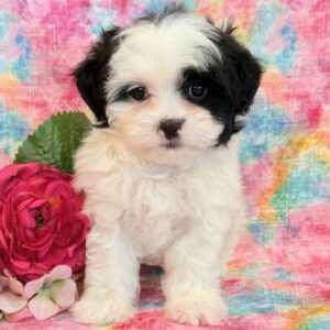 Hazel