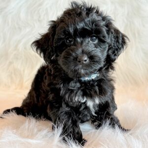 Jeb – Yorkie Poo