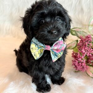 Josie – Yorkie Poo