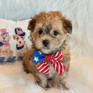 Kato – Morkie