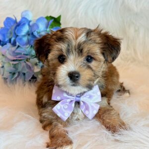 Kimber – Morkie