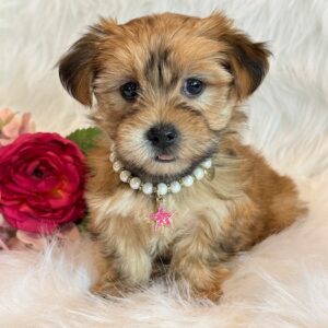 Katana – Morkie