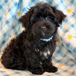 Jeb – Yorkie Poo