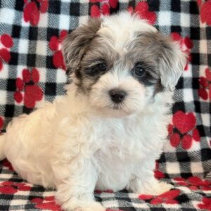 Newton- MaltiPoo