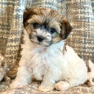 Nemo- MaltiPoo
