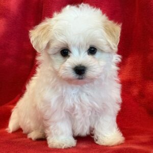 Nugget- MaltiPoo