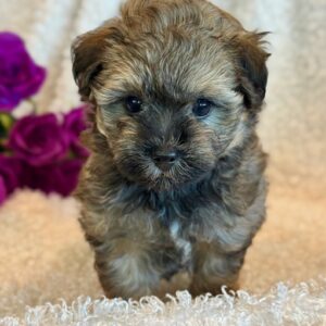 Nikki- MaltiPoo