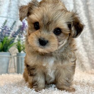 Nina- MaltiPoo