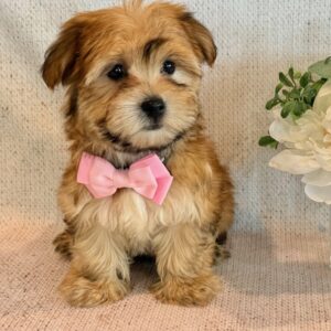 Katana – Morkie