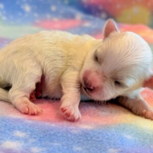 Nugget- MaltiPoo