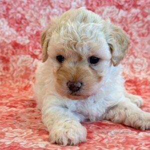 Millie