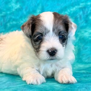Newton- MaltiPoo