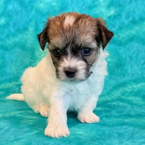 Nemo- MaltiPoo