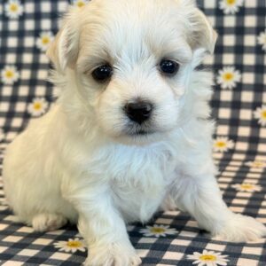 Nugget- MaltiPoo