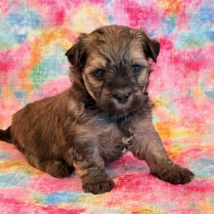 Nikki- MaltiPoo