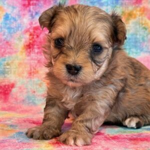 Nina- MaltiPoo