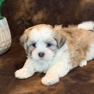 Peanut