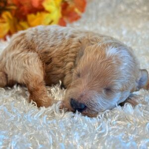 Toby